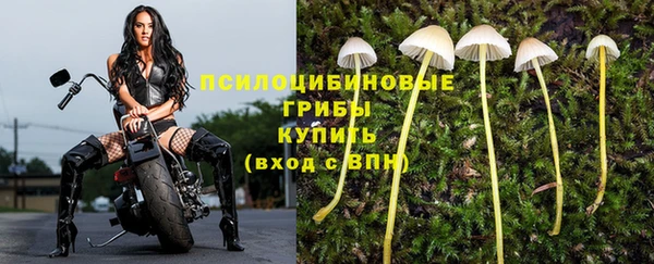 сатива Зеленокумск